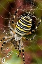Wasp spider Royalty Free Stock Photo