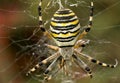 Wasp spider Royalty Free Stock Photo