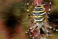 Wasp spider Royalty Free Stock Photo