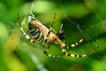 Wasp spider 3 Royalty Free Stock Photo
