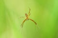 Wasp spider, male spider Royalty Free Stock Photo