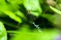 Wasp spider, male spider in its web Royalty Free Stock Photo