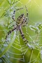 The wasp spider sits in its web with dew drops Royalty Free Stock Photo