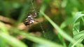 Wasp spider spins a prey