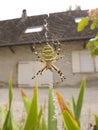 Tiger Spider