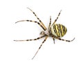 Wasp spider viewed from up high, Argiope bruennichi, isolated