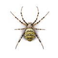 Wasp spider viewed from up high, Argiope bruennichi Royalty Free Stock Photo