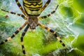 Wasp Spider Royalty Free Stock Photo
