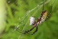 Wasp Spider on web, selective focus Royalty Free Stock Photo