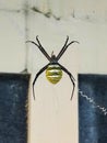 wasp spider with yellow and black stripes on its abdomen in its web