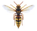 Wasp Stizus ruficornis Royalty Free Stock Photo