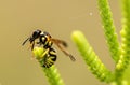 Wasp on succulent