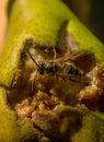 Wasp sucks the juice out of a rotten pear