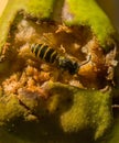 Wasp sucks the juice out of a rotten pear