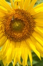 Wasp on sunflower close-up Royalty Free Stock Photo