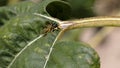 Wasp on sunflower leaf Royalty Free Stock Photo