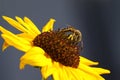 Wasp on a sunflower Royalty Free Stock Photo