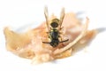 Wasp takes a bite of ham on a white plate, in summer the insects can become nuisance and dangerous when eating outside, macro shot