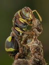 Wasp tending nest with visible eggs inside cells. Royalty Free Stock Photo