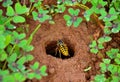 Wasp about to enter in the underground nest Royalty Free Stock Photo