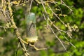 Wasp trap filled with dead wasps hanging in a tree in springtime, California