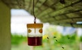 Wasp trap hanging near the house