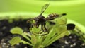 Wasp trapped by venus flytraps Royalty Free Stock Photo