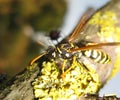 A wasp on a tree branch. Hymenoptera