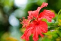 Wasp on tropical red Hibiscus rosa-sinensis flower,  beauty in nature Royalty Free Stock Photo