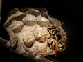 A wasp is a type of flying insect Royalty Free Stock Photo