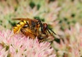 Wasp attacking bee. Royalty Free Stock Photo