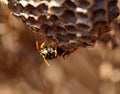 Wasp under the nest