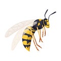 Wasp vector cartoon icon. Vector illustration insect wasp on white background. Isolated cartoon illustration icon of Royalty Free Stock Photo