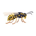 Wasp vector cartoon icon. Vector illustration insect wasp on white background. Isolated cartoon illustration icon of Royalty Free Stock Photo