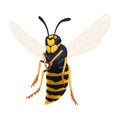 Wasp vector cartoon icon. Vector illustration insect wasp on white background. Isolated cartoon illustration icon of Royalty Free Stock Photo