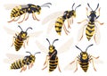 Wasp vector cartoon icon set . Collection vector illustration yellow wasp on white background. Isolated cartoon icon set Royalty Free Stock Photo