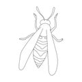 Wasp vector outline icon. Vector illustration insect wasp on white background. Isolated outline illustration icon of Royalty Free Stock Photo