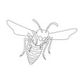 Wasp vector outline icon. Vector illustration insect wasp on white background. Isolated outline illustration icon of Royalty Free Stock Photo