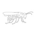 Wasp vector outline icon. Vector illustration insect wasp on white background. Isolated outline illustration icon of Royalty Free Stock Photo