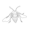 Wasp vector outline icon. Vector illustration insect wasp on white background. Isolated outline illustration icon of Royalty Free Stock Photo