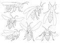 Wasp vector outline icon set . Collection vector illustration wasp on white background. Isolated outline icon set bee Royalty Free Stock Photo