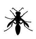 Wasp vector silhouette illustration isolated on white background. Honey bee vector silhouette symbol. Insect shadow. Royalty Free Stock Photo