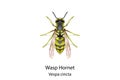 Wasp vector on white background.