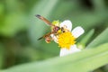 wasp Vespidae .Finding nectar in flowers Against Royalty Free Stock Photo