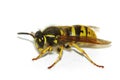 Wasp (Vespula germanica)