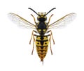 Wasp Vespula germanica female