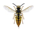 Wasp Vespula germanica female Royalty Free Stock Photo