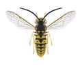 Wasp Vespula germanica male Royalty Free Stock Photo