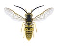 Wasp Vespula germanica male