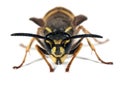 Wasp - Vespula vulgaris Royalty Free Stock Photo